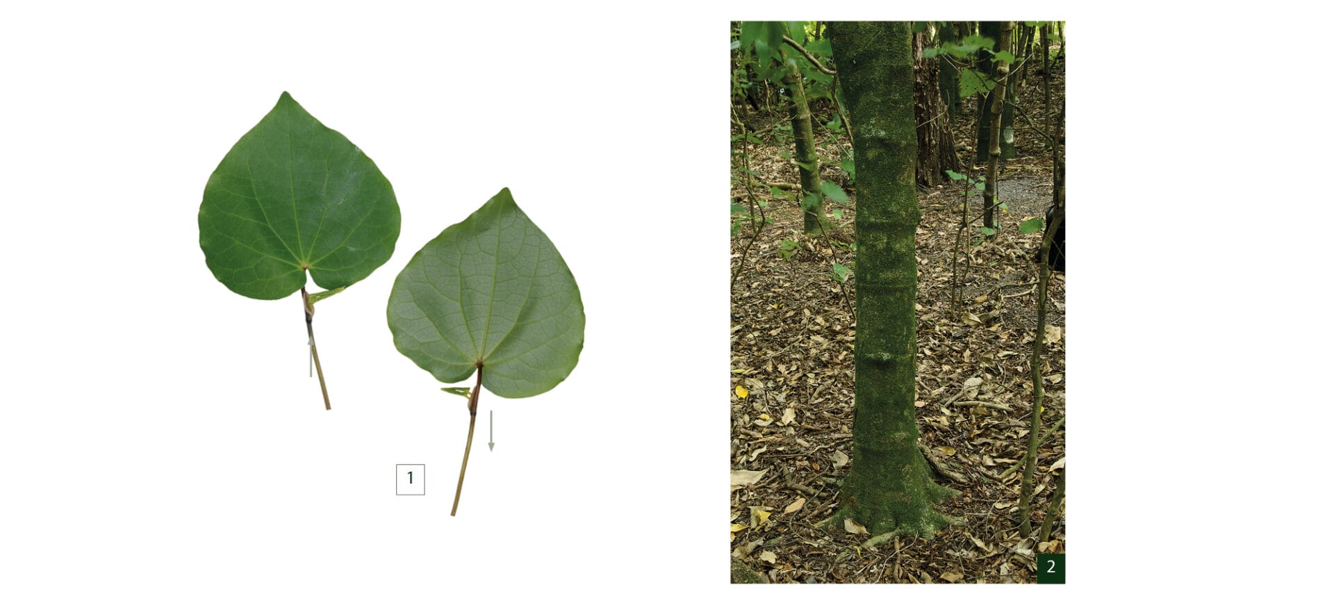Field Guide Native Trees Field Guide Native Trees