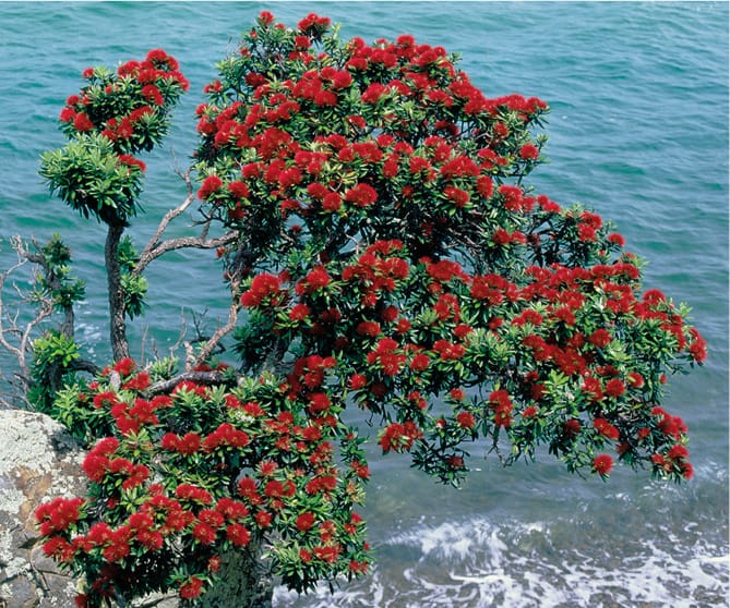 Pōhutukawa Plant Profile