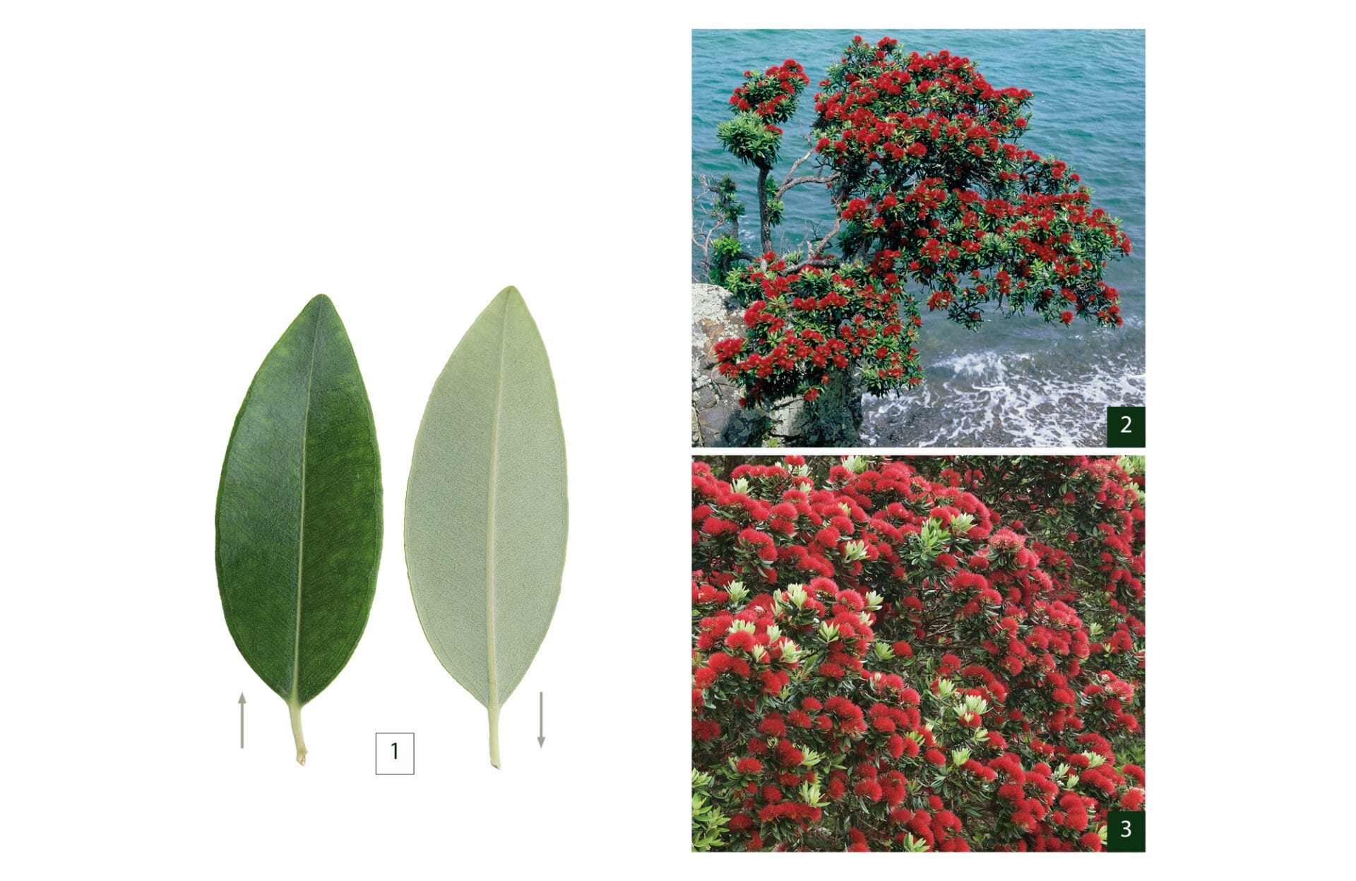 Field Guide Native Trees Field Guide Native Trees