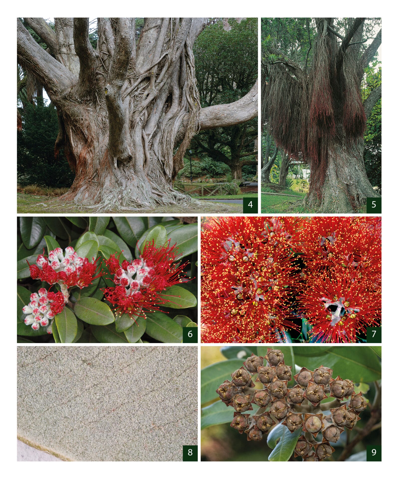 Field Guide Native Trees Field Guide Native Trees