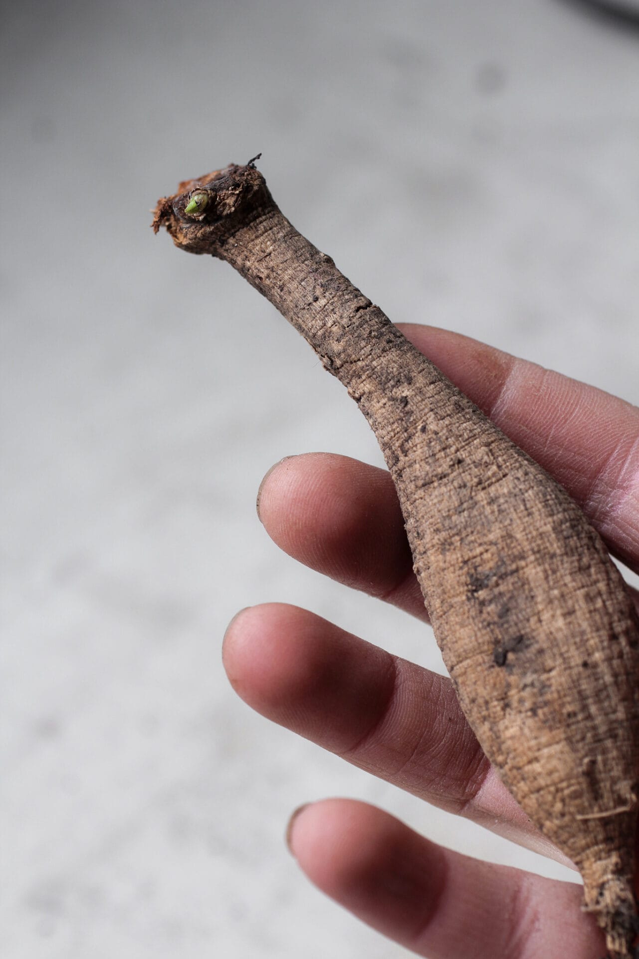 Individual tuber with eye