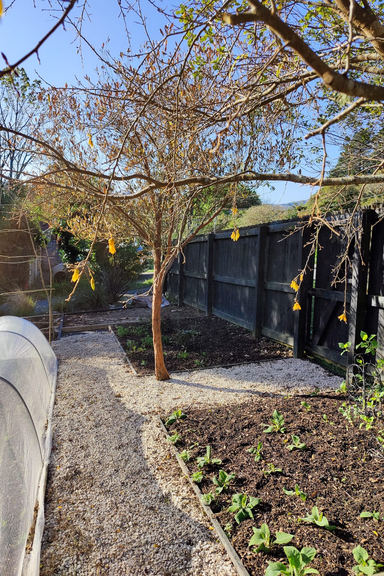 No dig garden beds before
