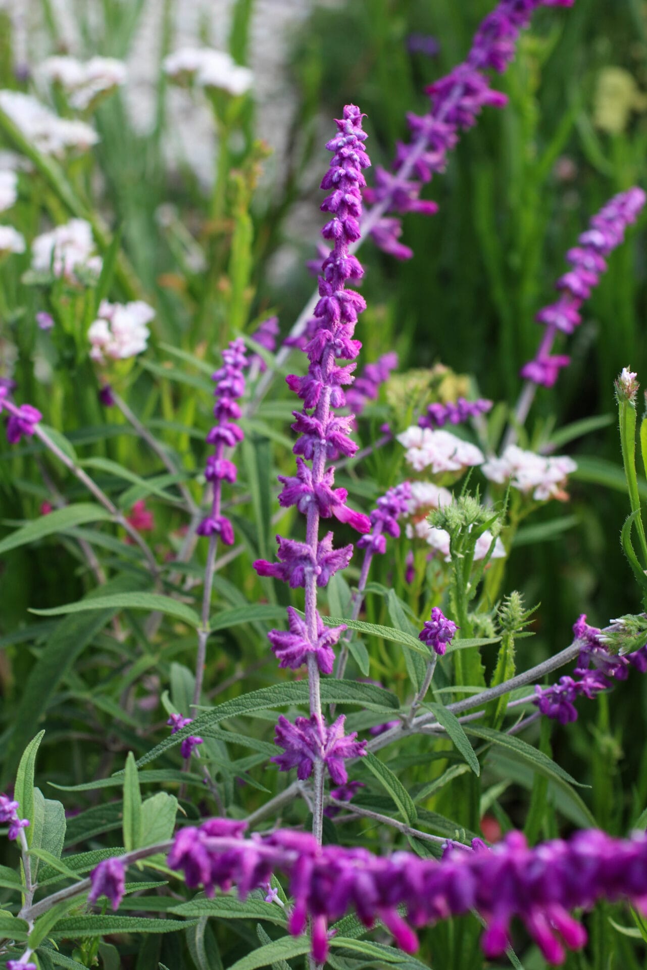Salvia Leucantha_