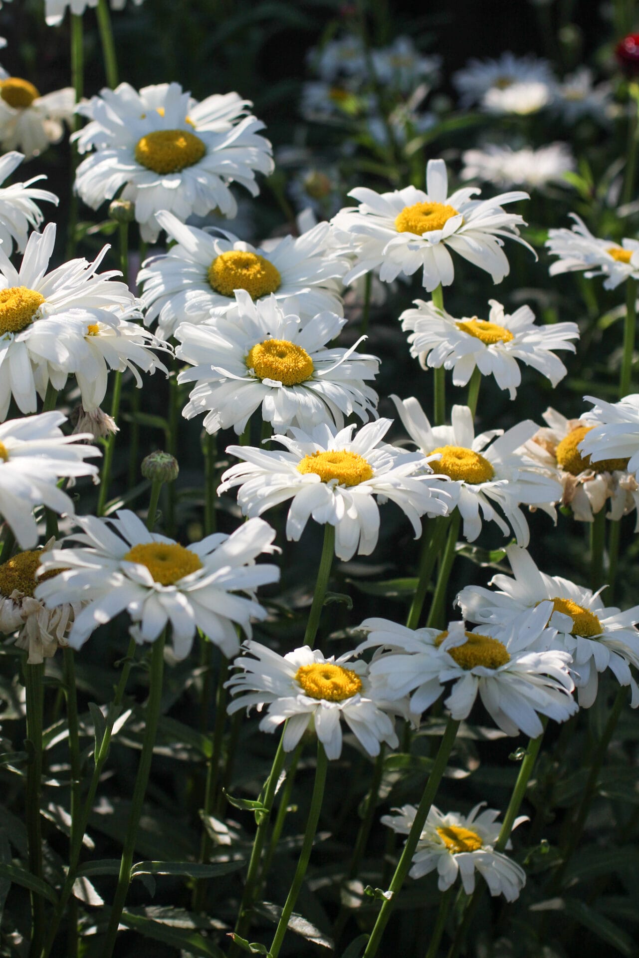 Shasta Daisy in no dig garden_
