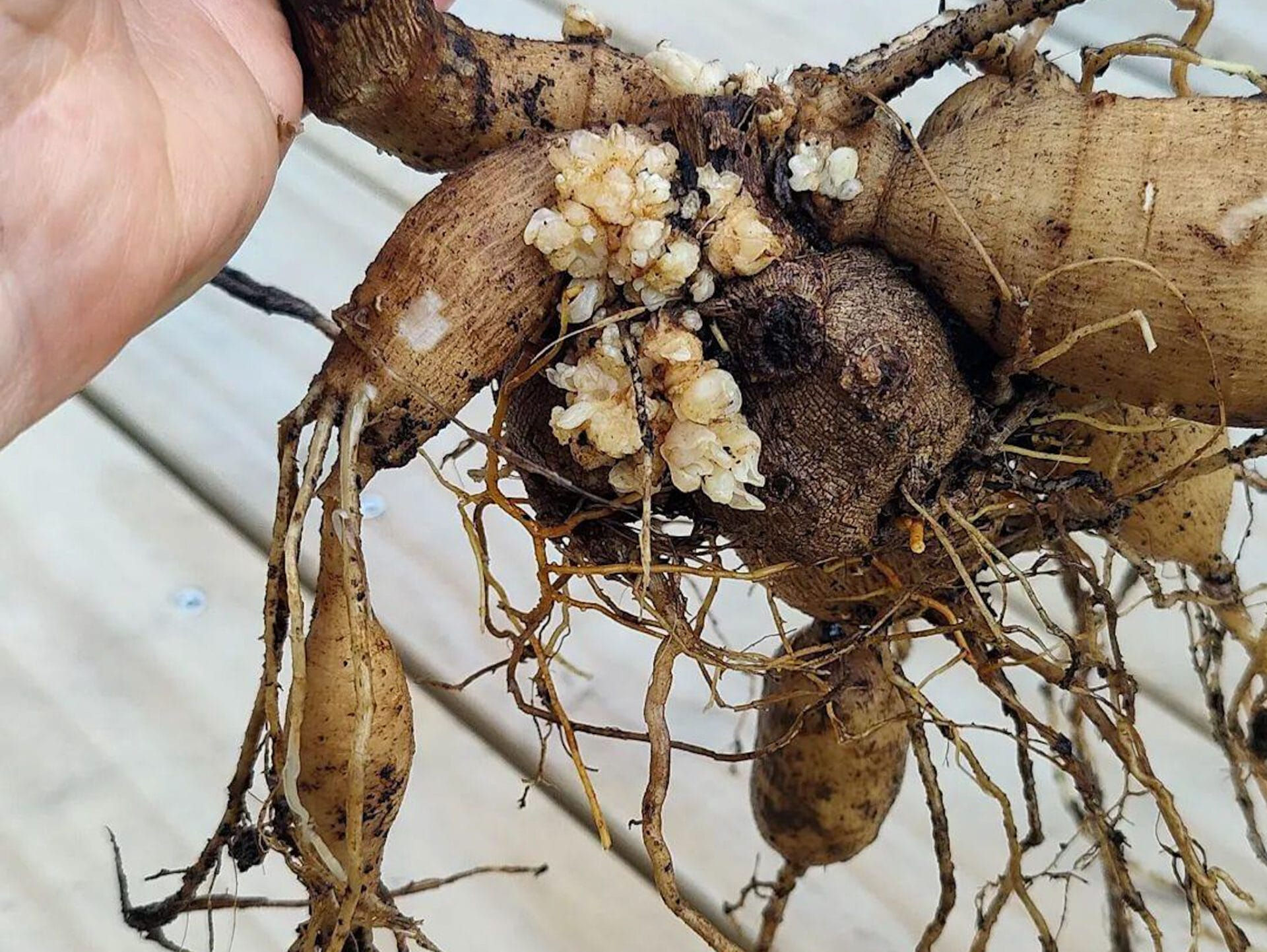 Tuber with Crown Gall
