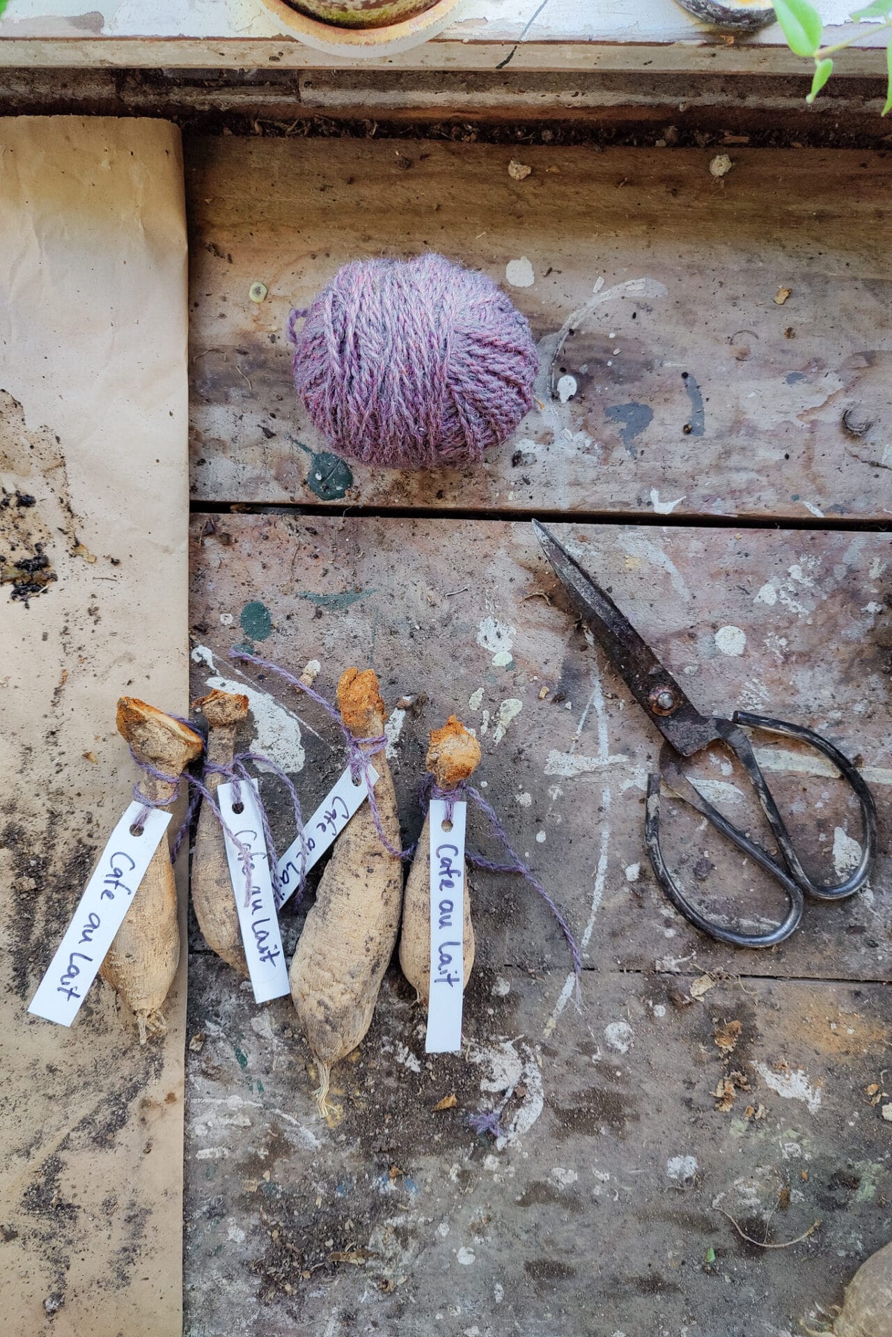 individual tubers after division in spring