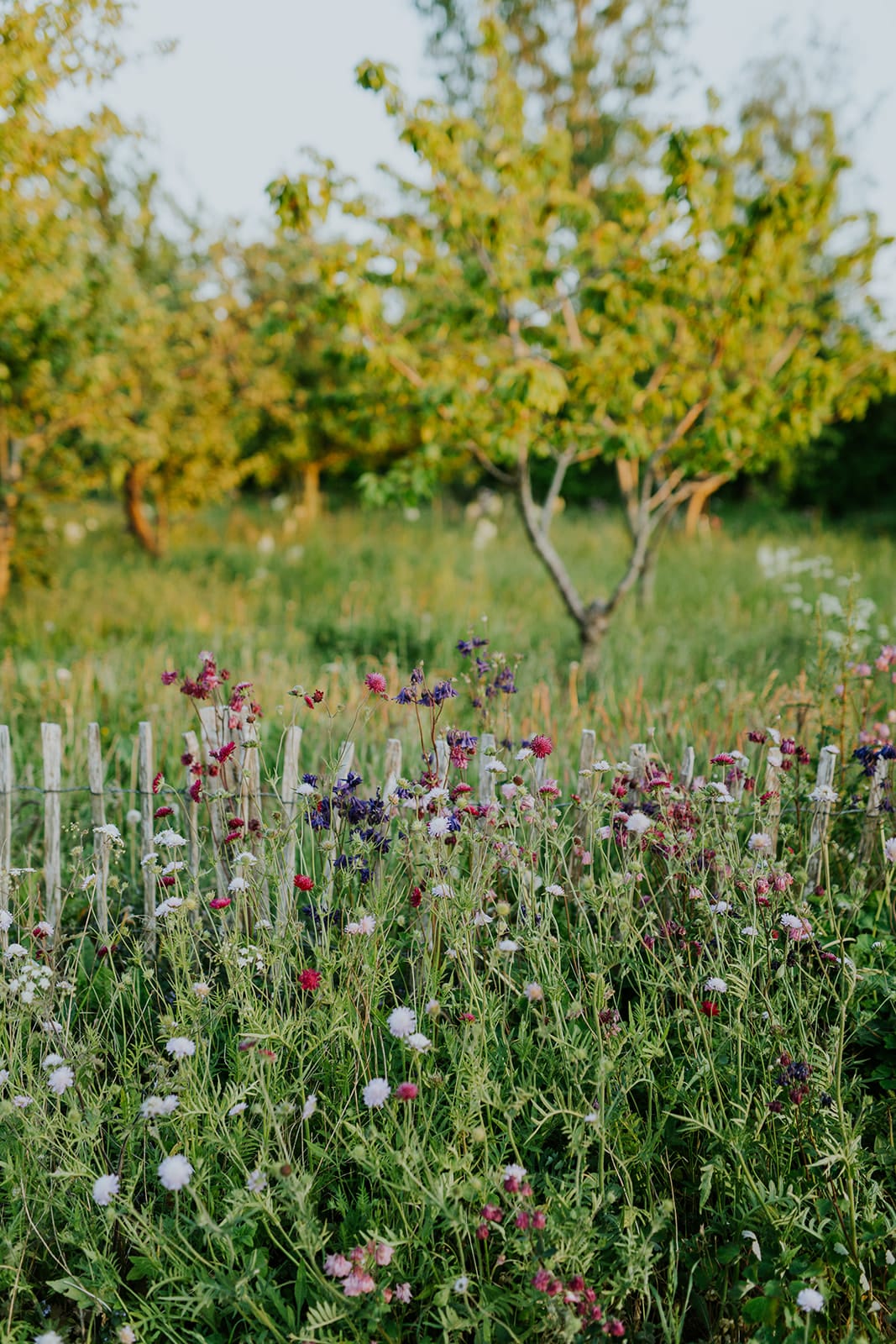 Camilla Garden May into June