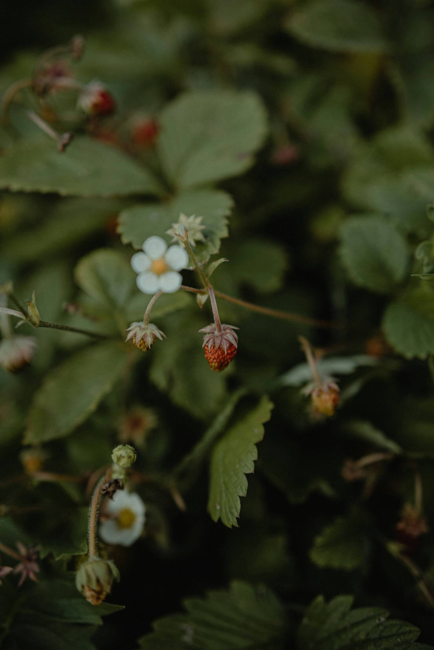 Planting strawberries in Autumn Planting strawberries in Autumn