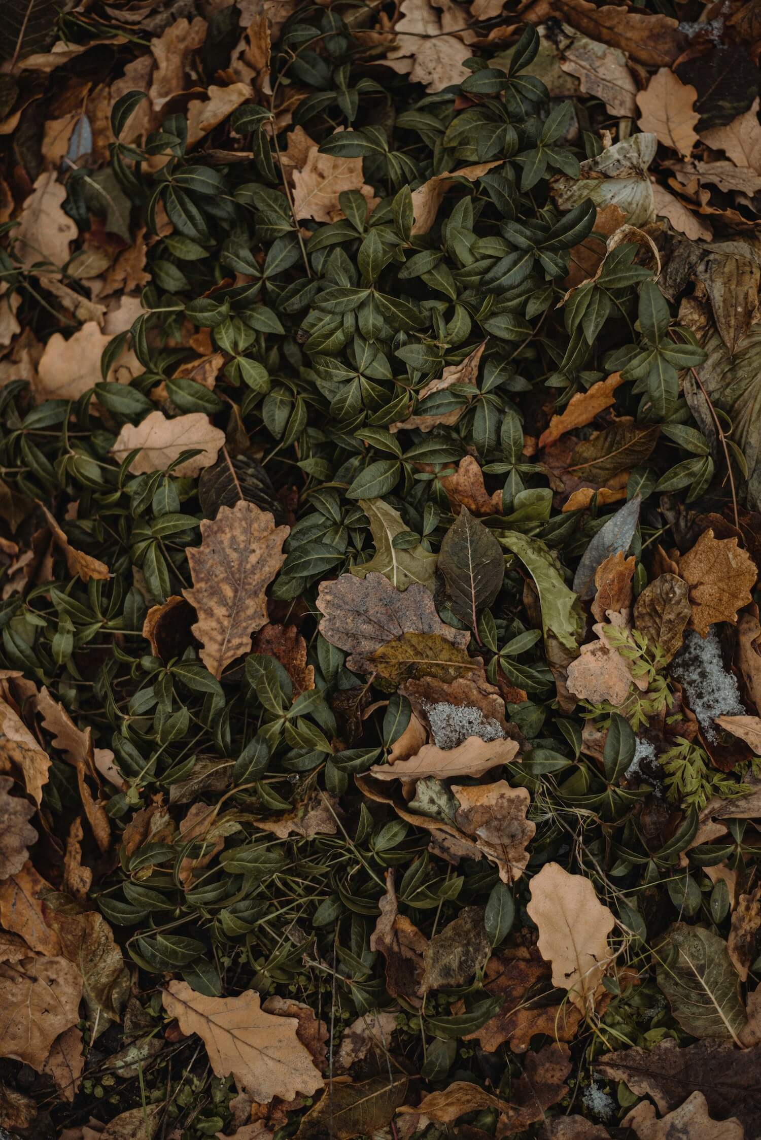 Autumn leaves | May Gardening Guide