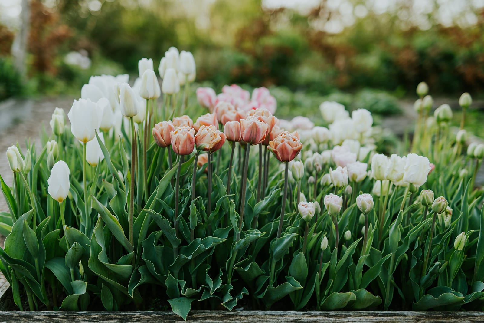 Camilla Garden May into June