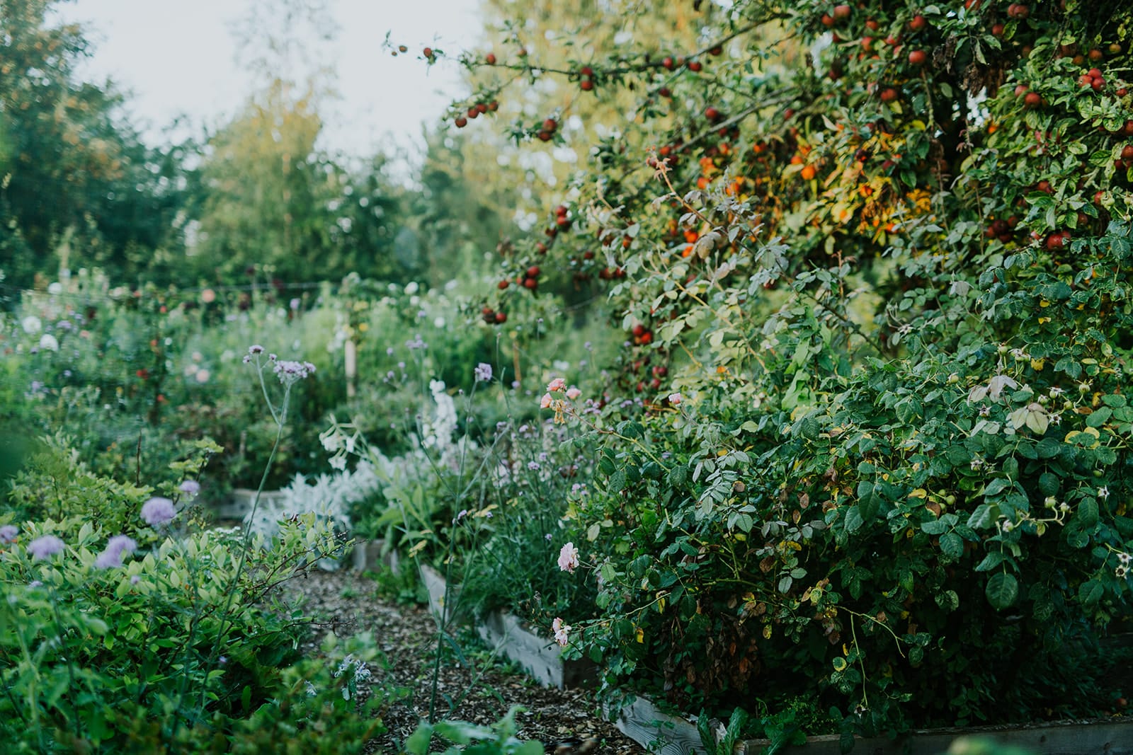 Camilla Garden July and August