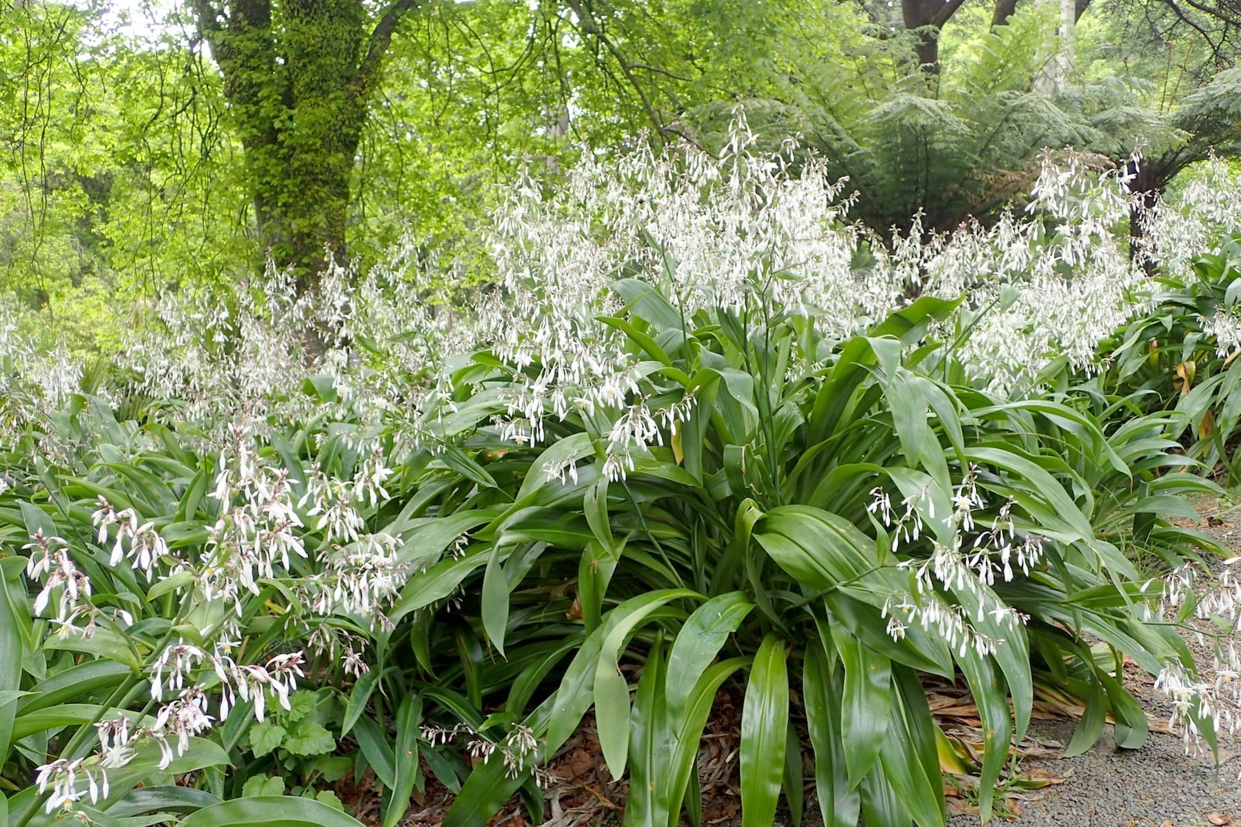 Rengarenga lillies