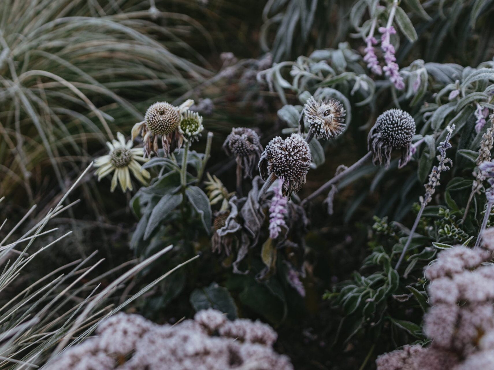 Winter Gardening Guides