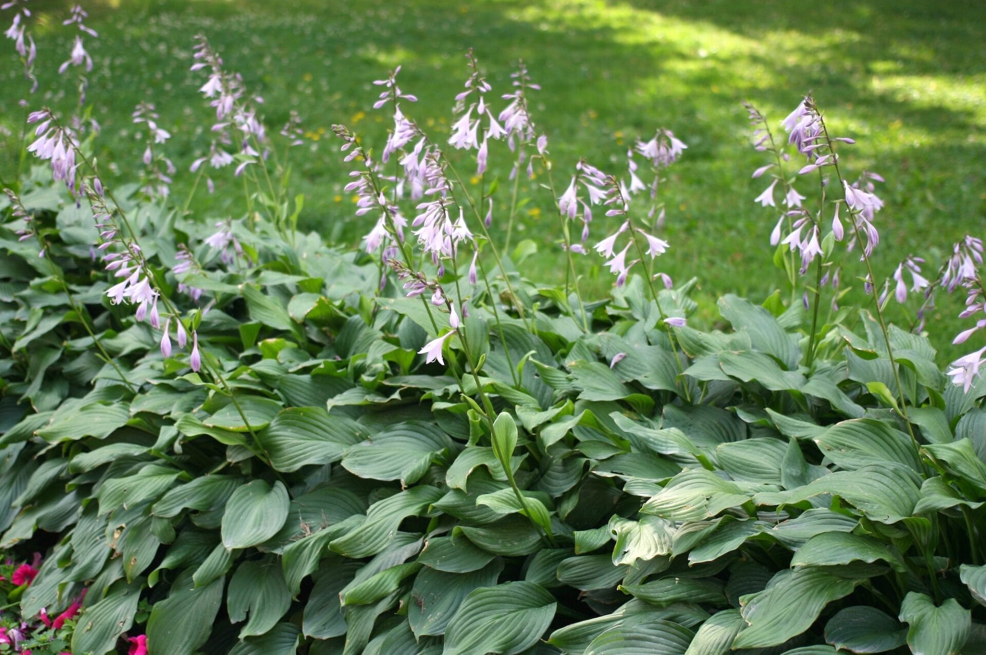 Purple hosta flowers in the park. Hosta plantaginea or plantain shade-loving garden family Asparagaceae, a plant of the subfamily Agavoideae