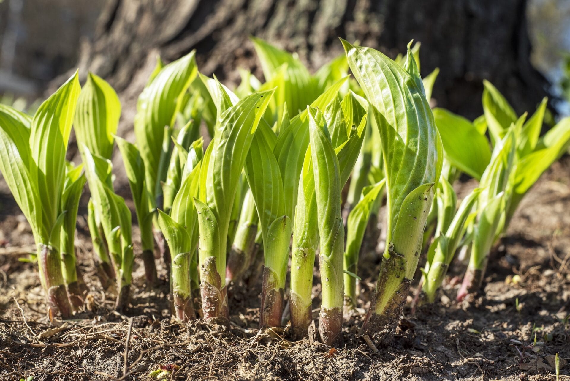 New hosta plant leaf sprouts coming out of the ground in spring New hosta plant leaf sprouts coming out of the ground in spring, small plants, fresh, young, leaves, closeup, macro, eye level, sticking of out soil