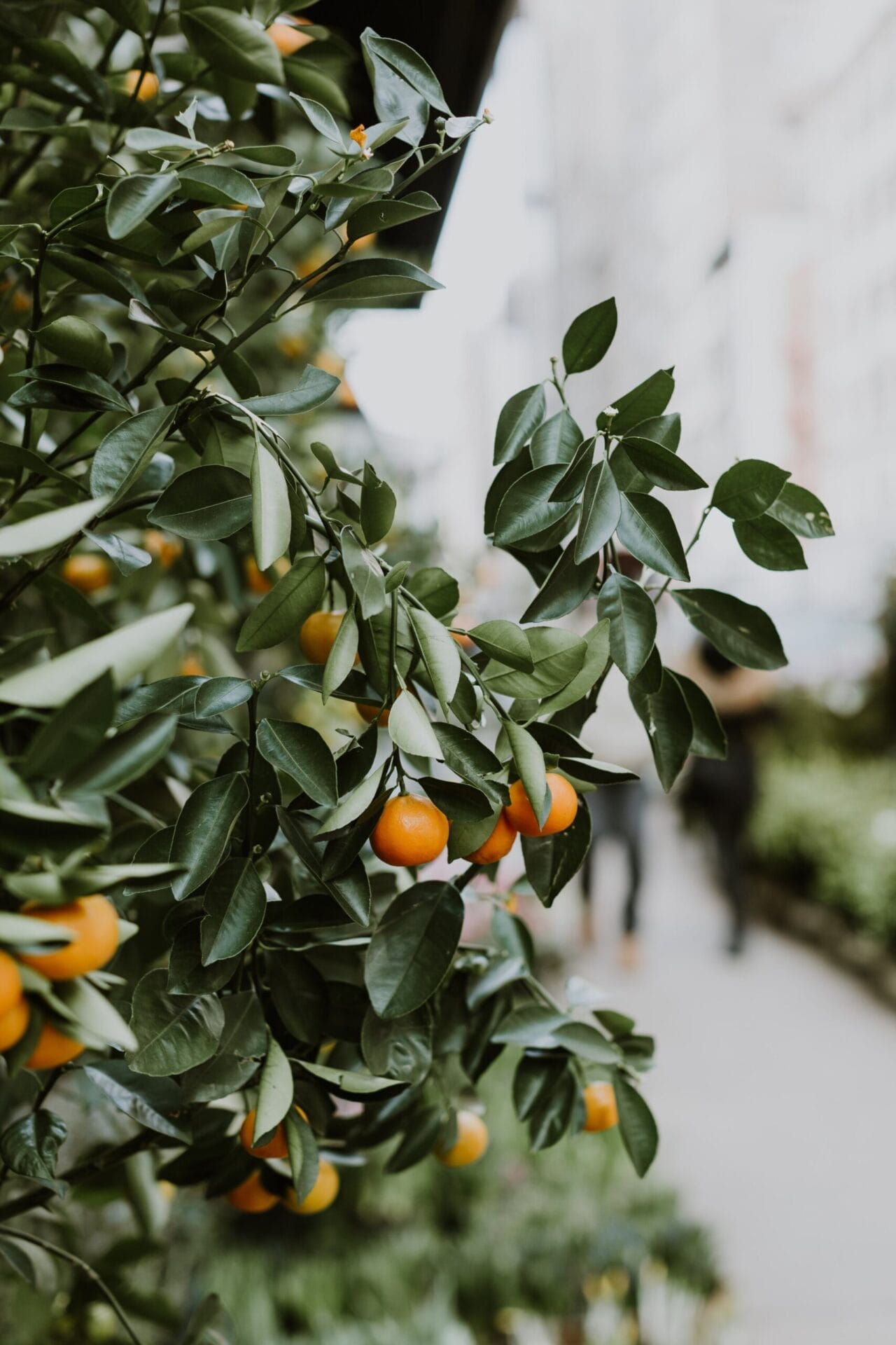 Winter Gardening Guide