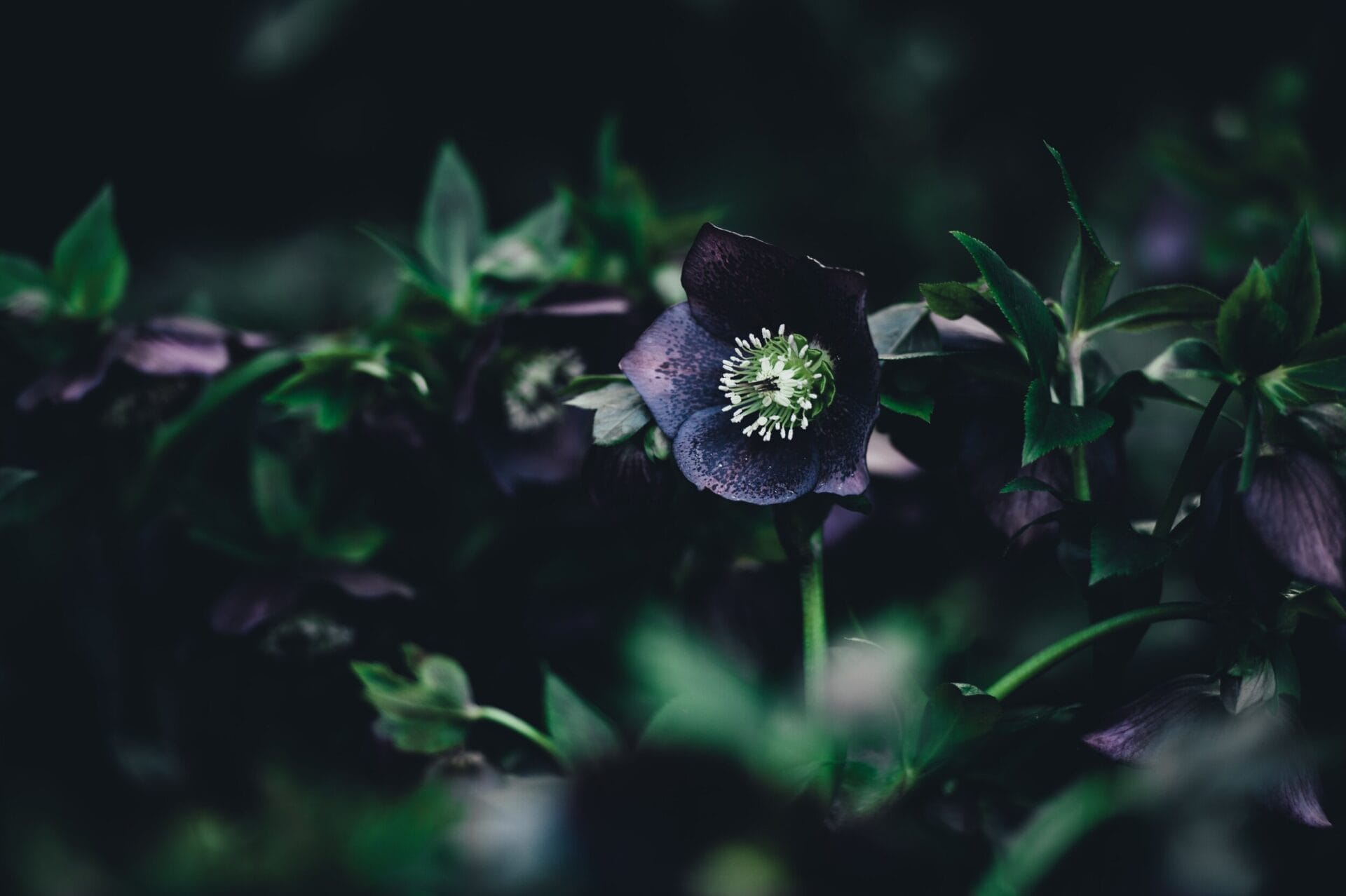 Winter Gardening Guide Winter Gardening Guide