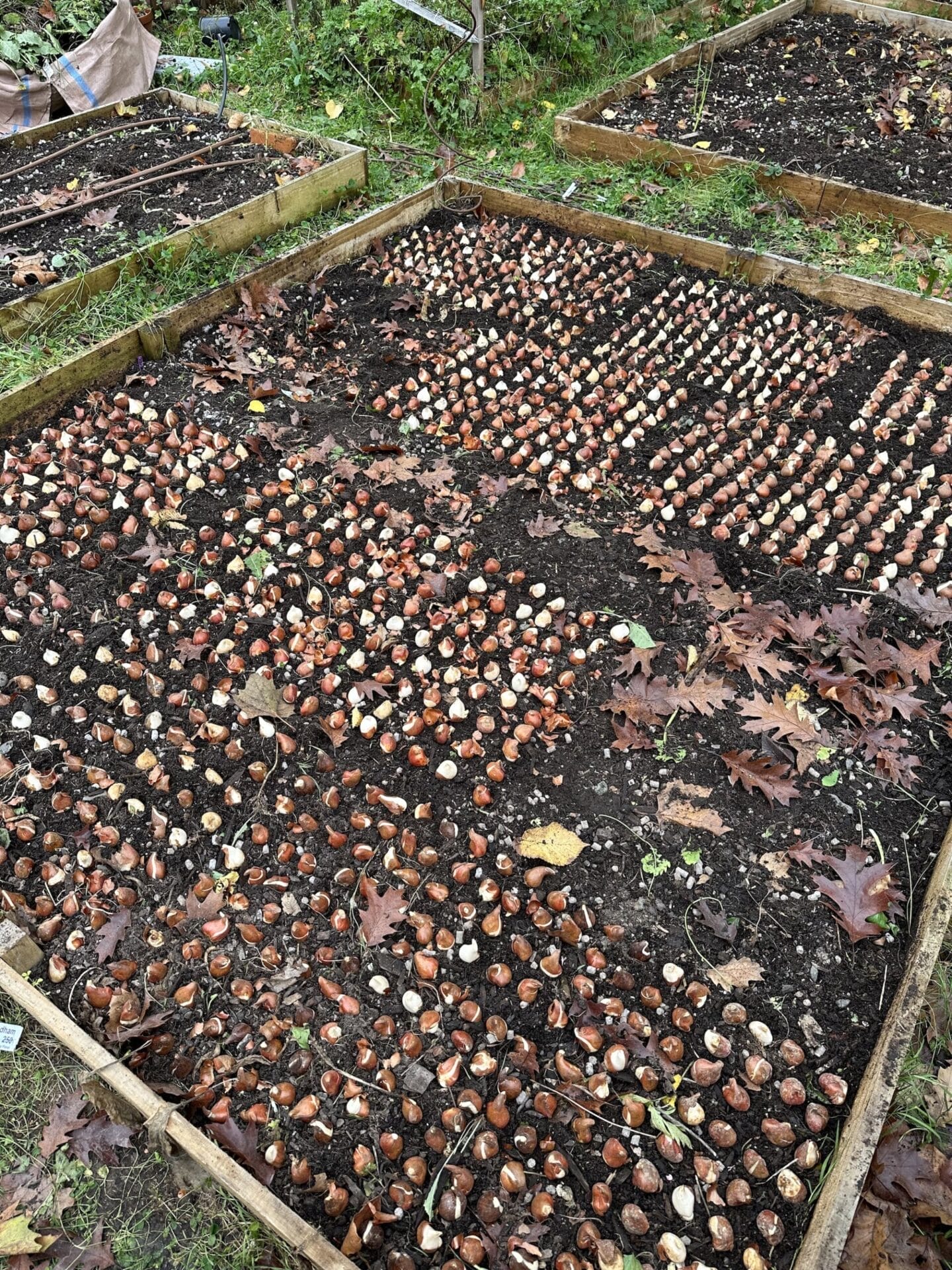 Tulip bulb planting