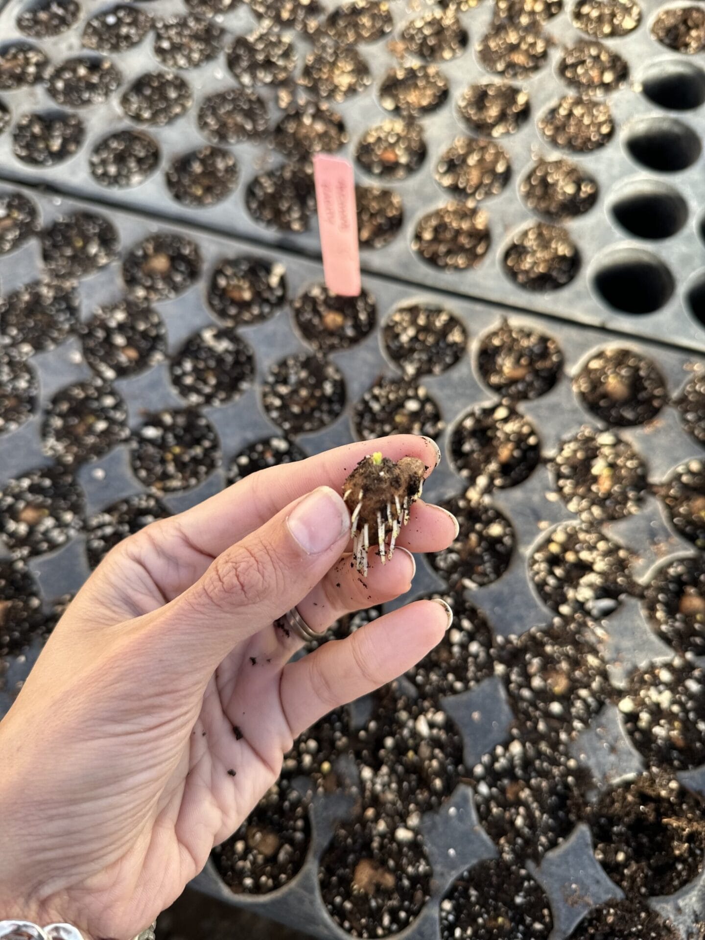 Pre sprouted anemones at Gray Floral.