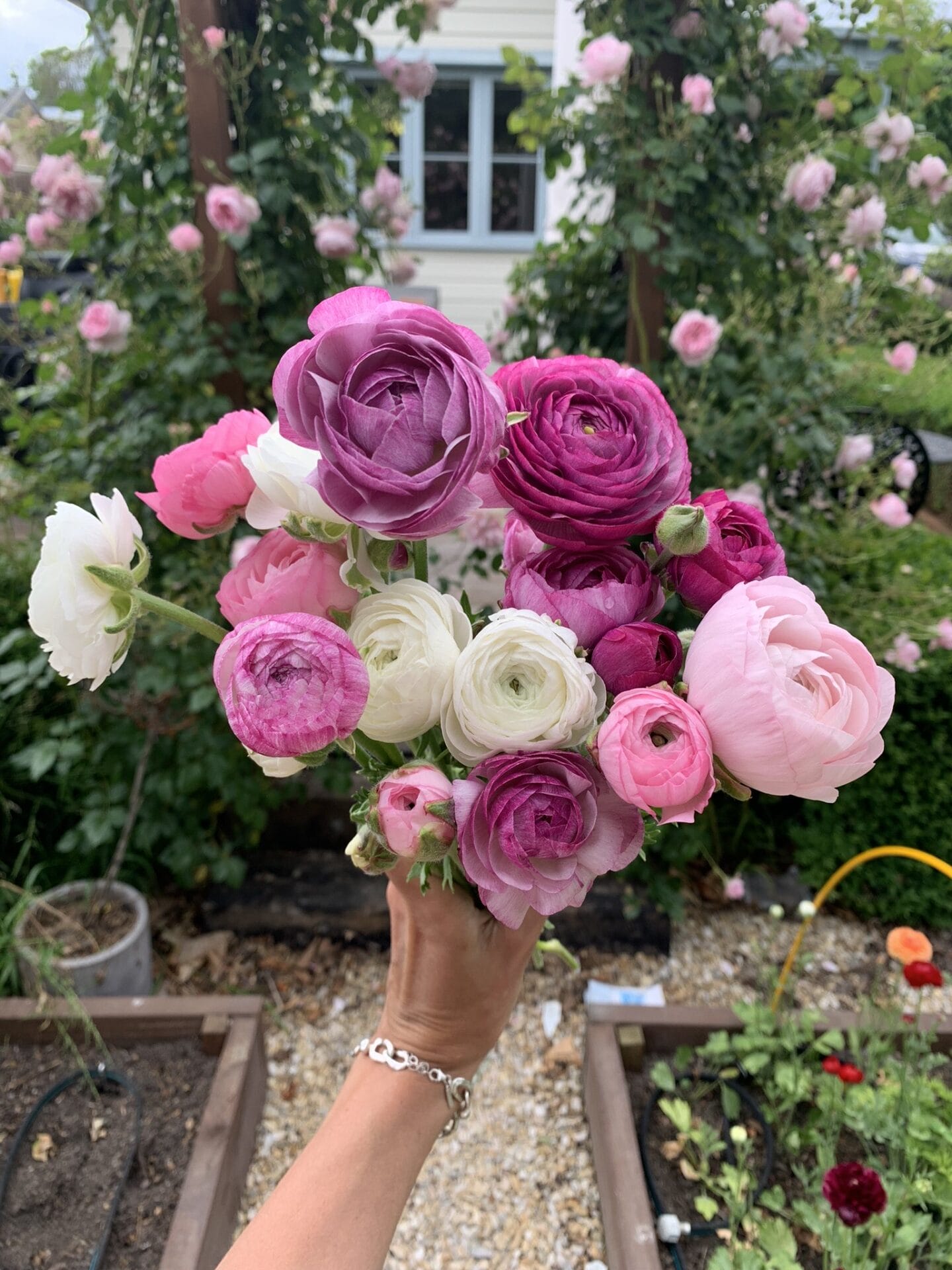 Ranunculus flowers