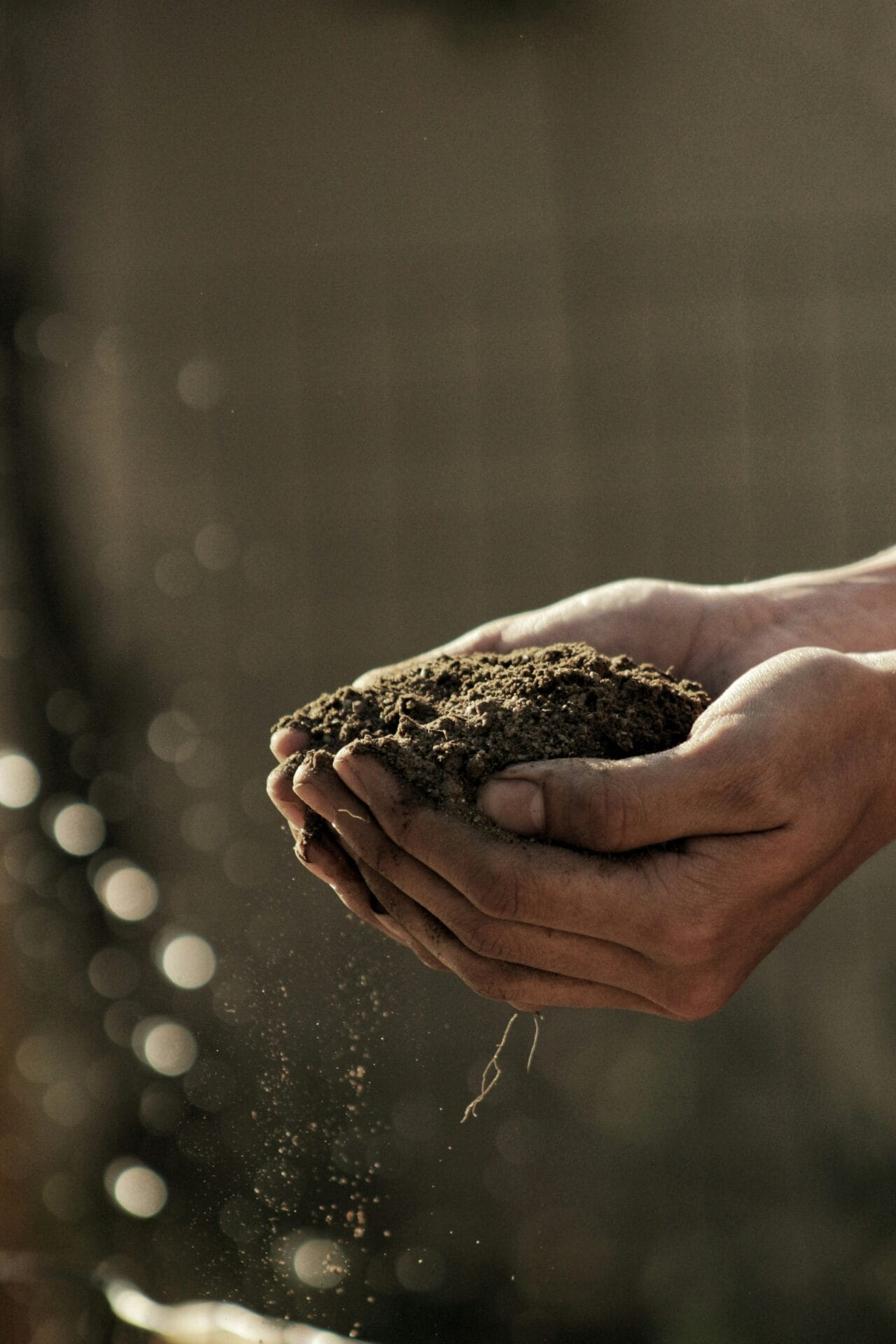 The Importance of Soil - The Practical Kiwi Gardener