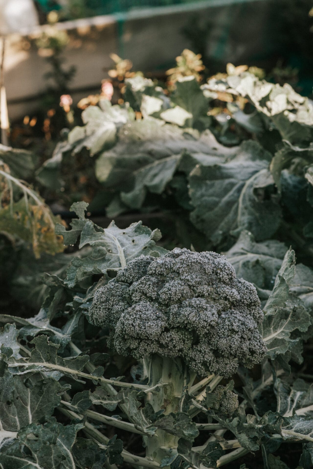 Winter broccoli