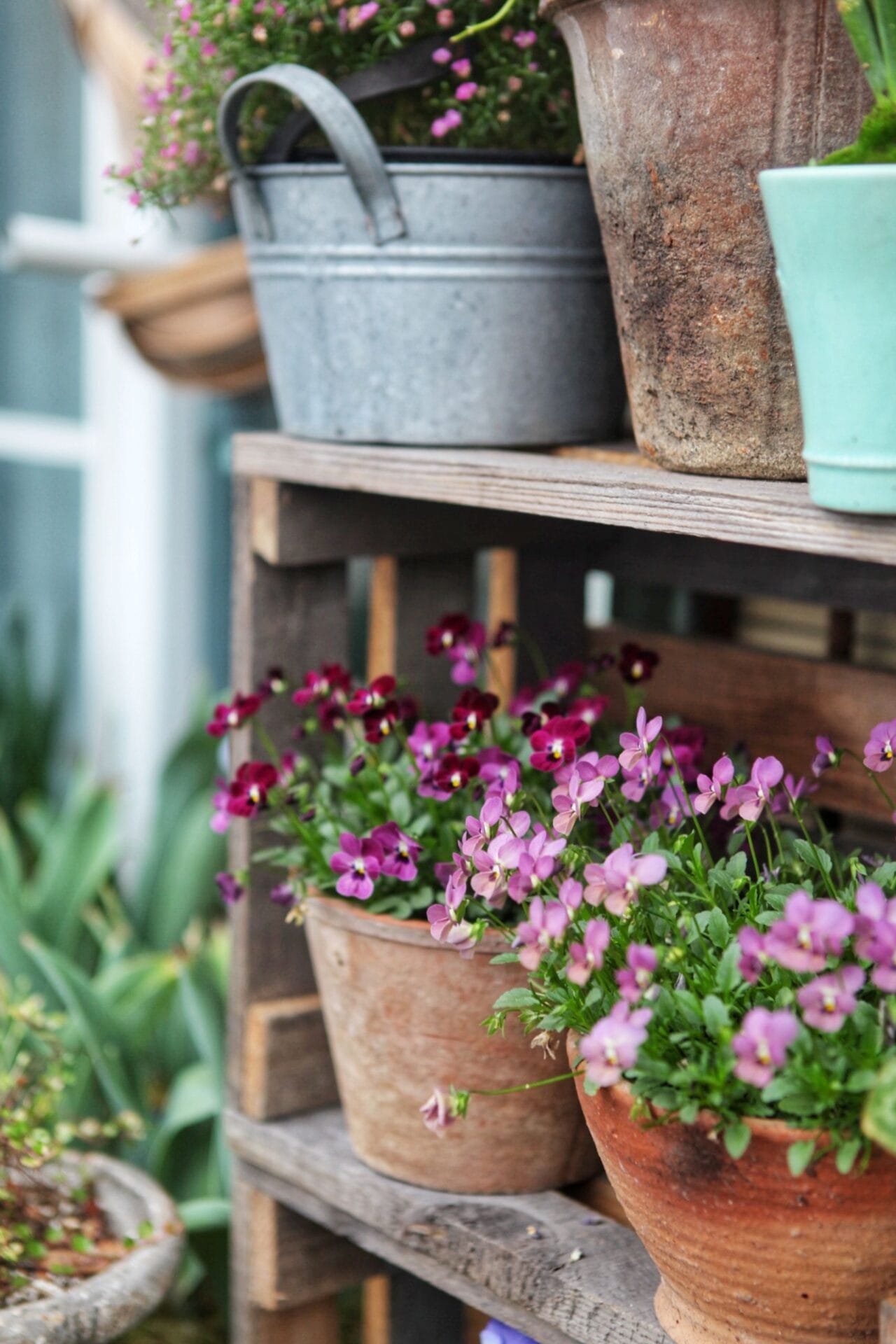 Potted colour winter gardening Potted colour winter gardening