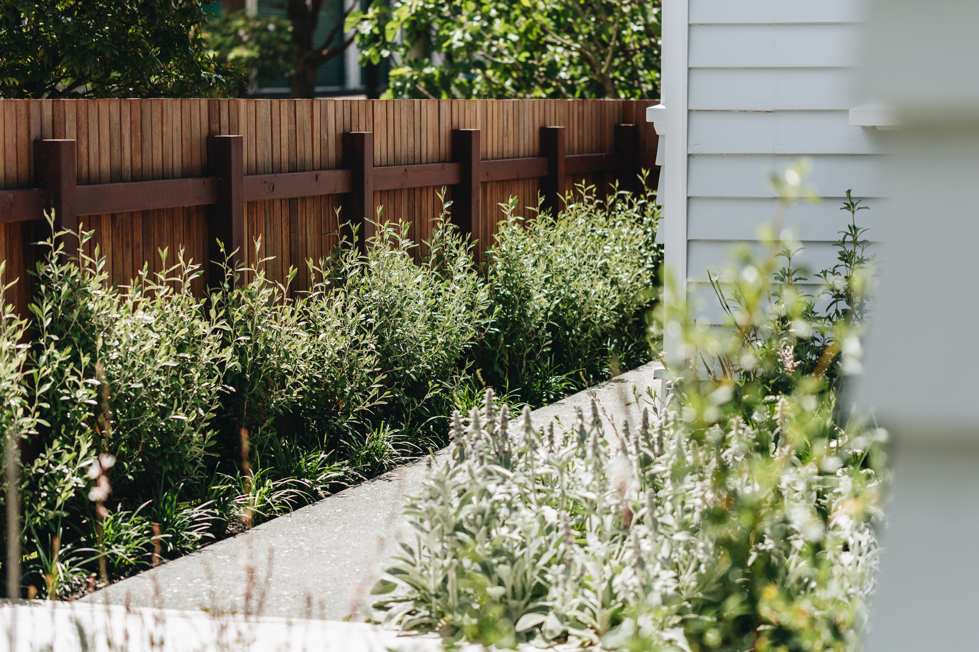 Corokia hedge