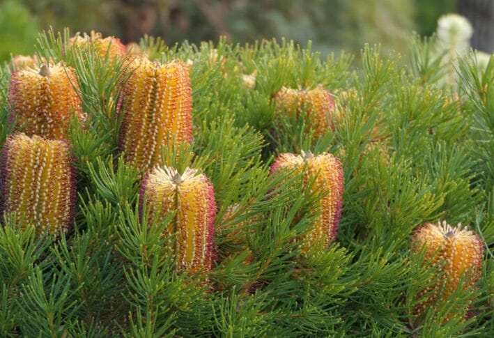 Banksia ‘Birthday Candles’