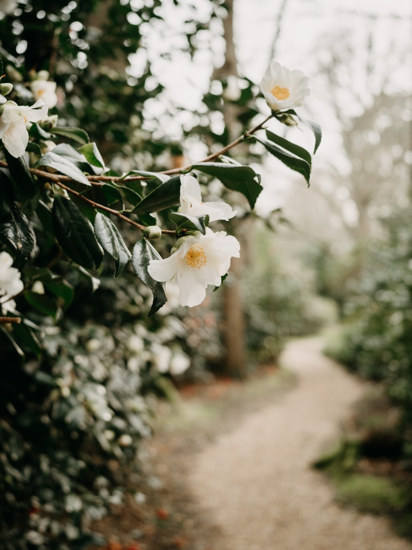 Camellia japonica Camellia japonica