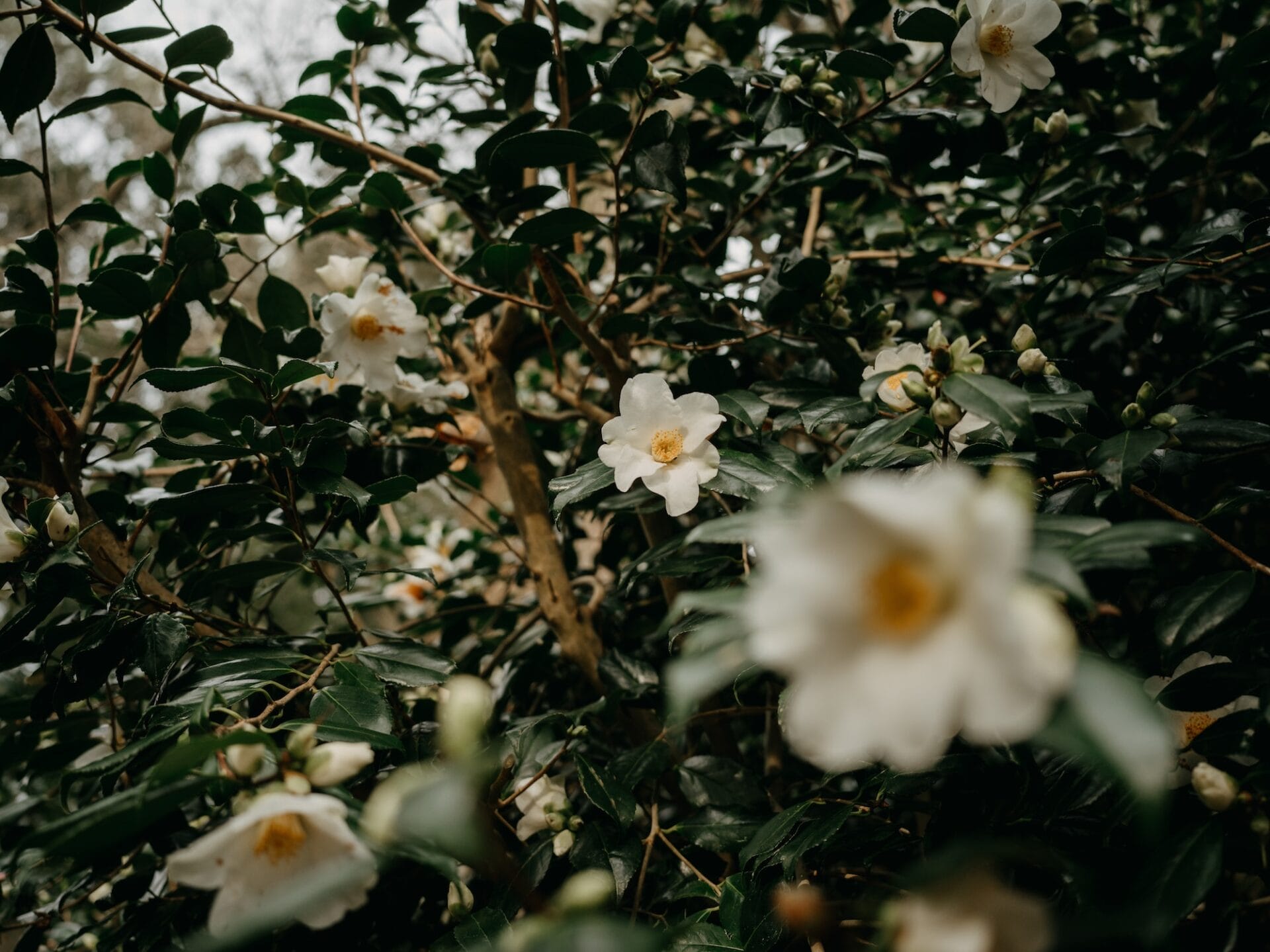 Camellia japonica