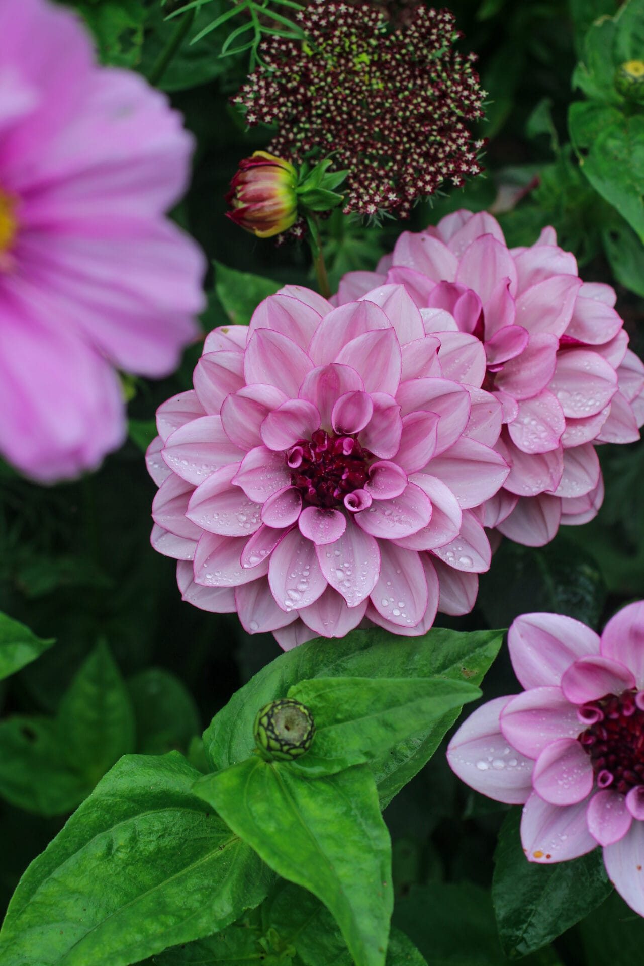 Elly Keen | Creme de Cassis dahlia Elly Keen | Creme de Cassis dahlia