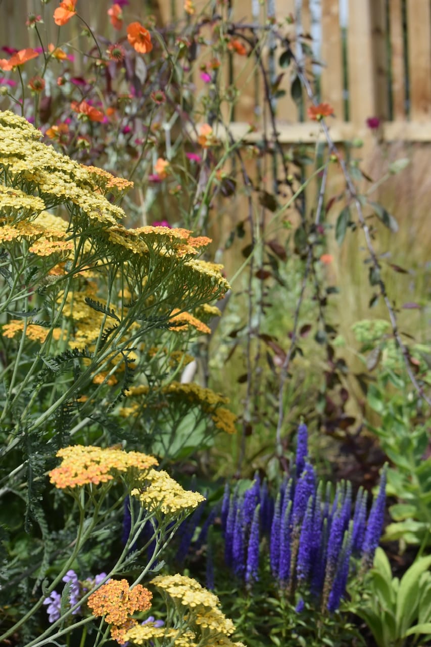 Hastate Design | Achillea 'Desert Eve Terracotta' and Veronica spicata 'Ulster Blue Dwarf' Hastate Design | Achillea 'Desert Eve Terracotta' and Veronica spicata 'Ulster Blue Dwarf'