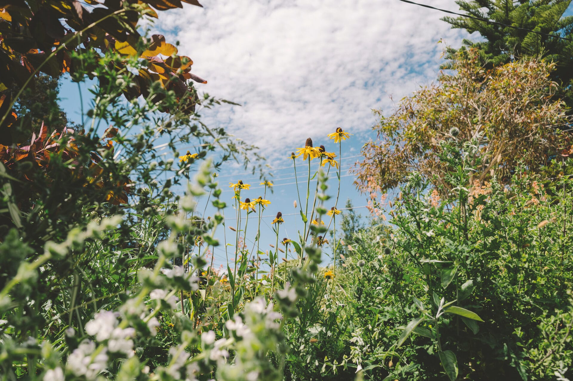 Rudbeckia maxima heading skywards. Rudbeckia maxima
heading skywards.