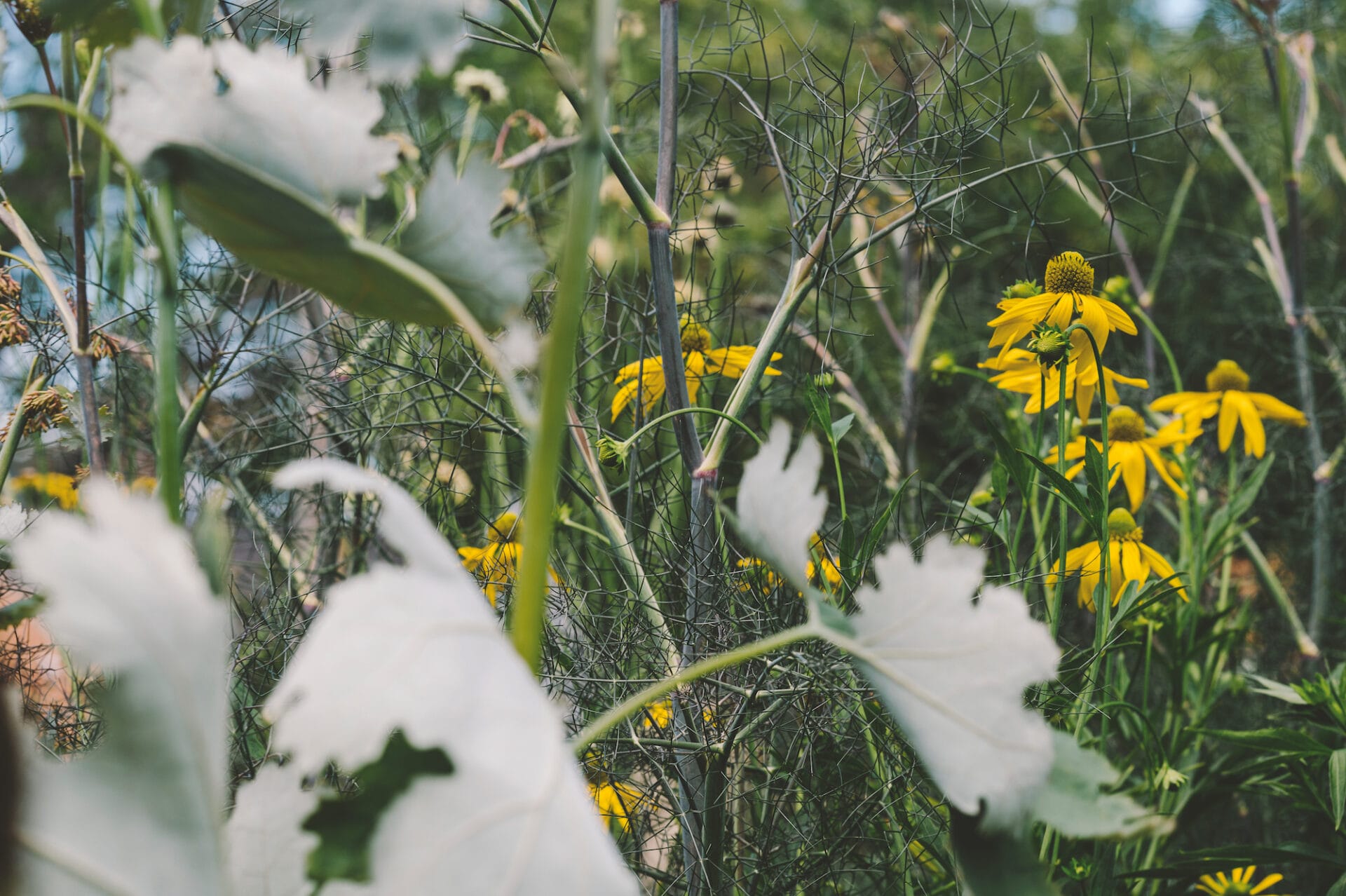 Rudbeckia laciniata between fennel fronds