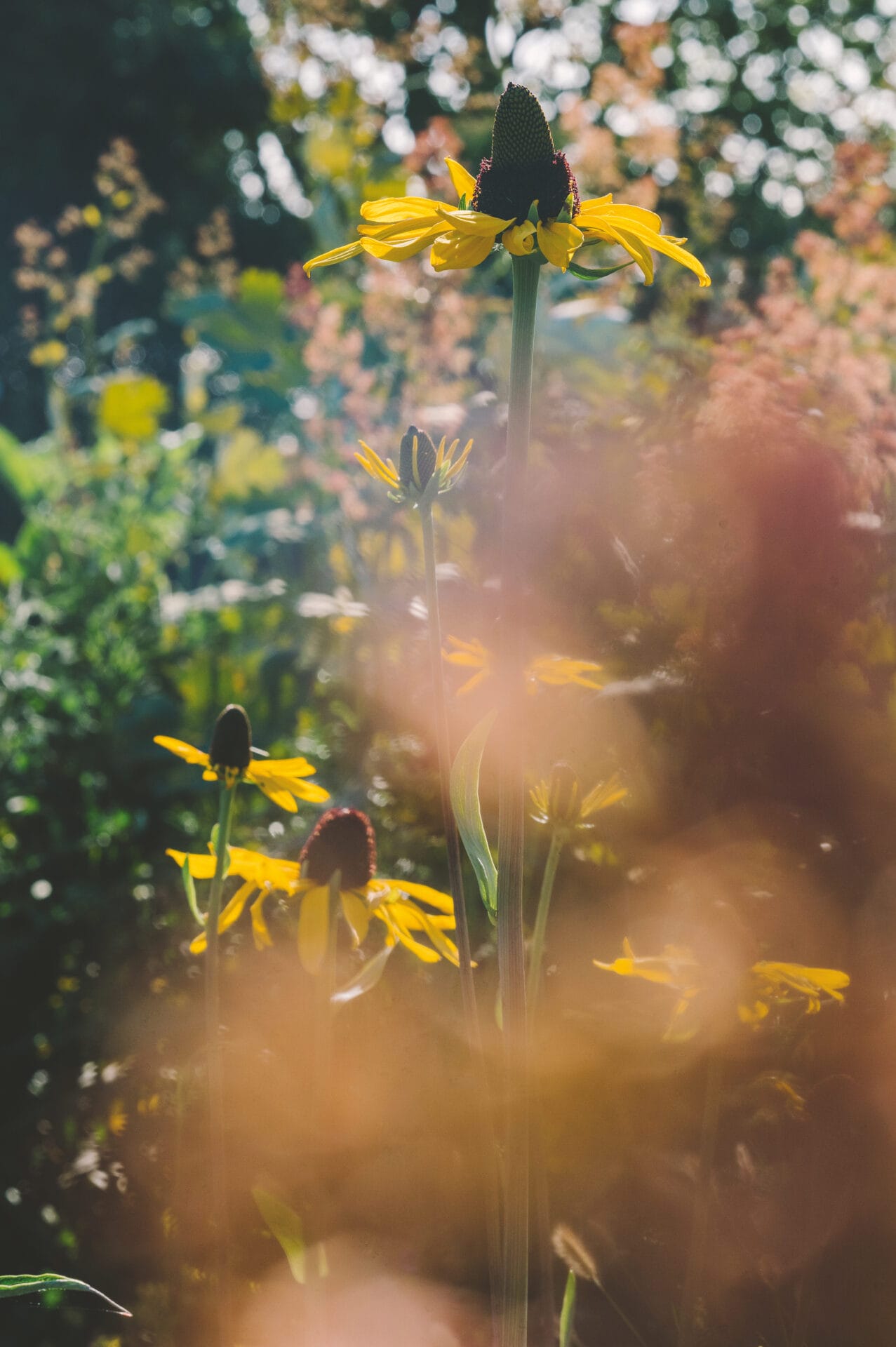 Rudbeckia laciniata between Fennel fronds Rudbeckia laciniata between Fennel fronds