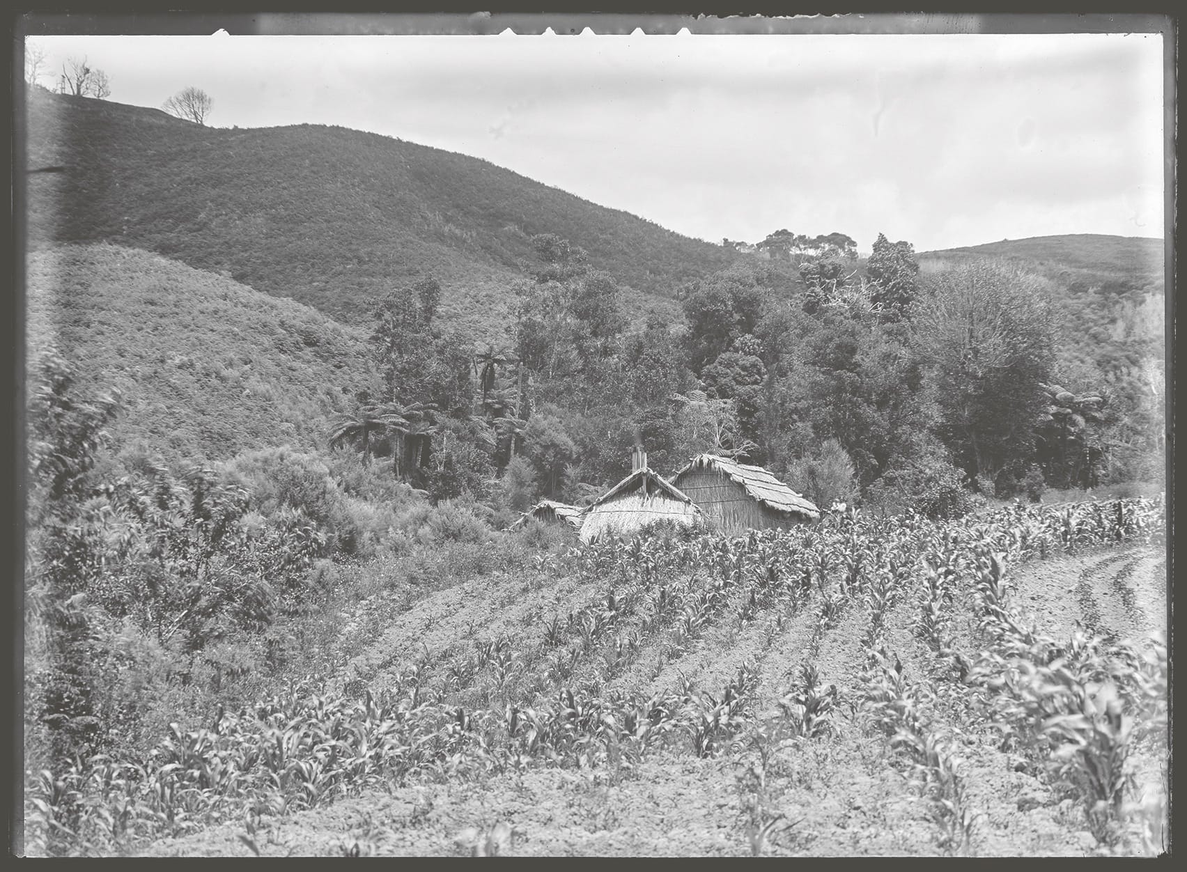 Figure 3.10 This photograph by Charles Peet Dawes, taken probably in the early twentieth century, shows whare nestled in bedside a stand of trees, with a garden in front. (Auckland Libraries Heritage Collections, 1572-1407)