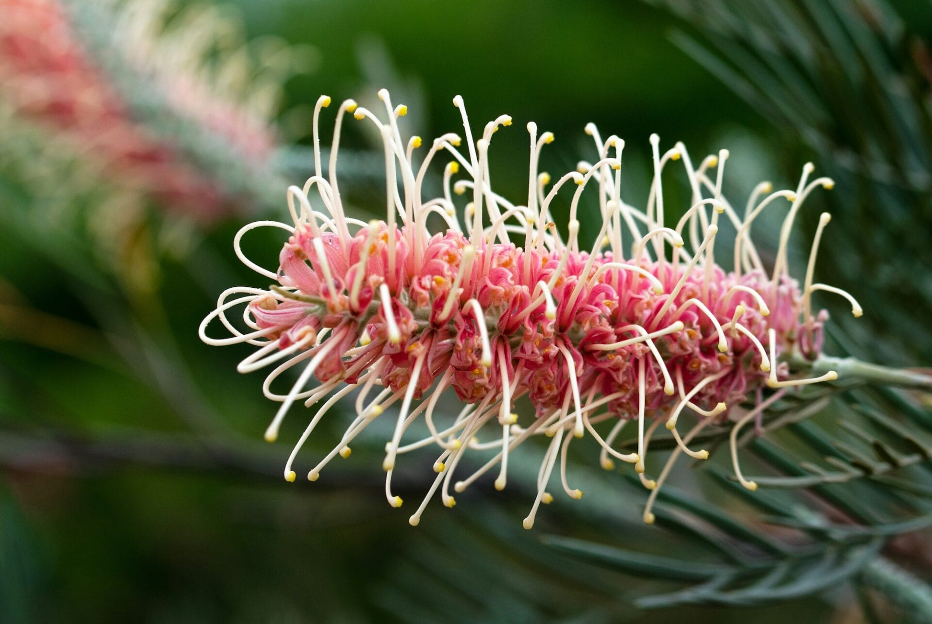 Grevillea