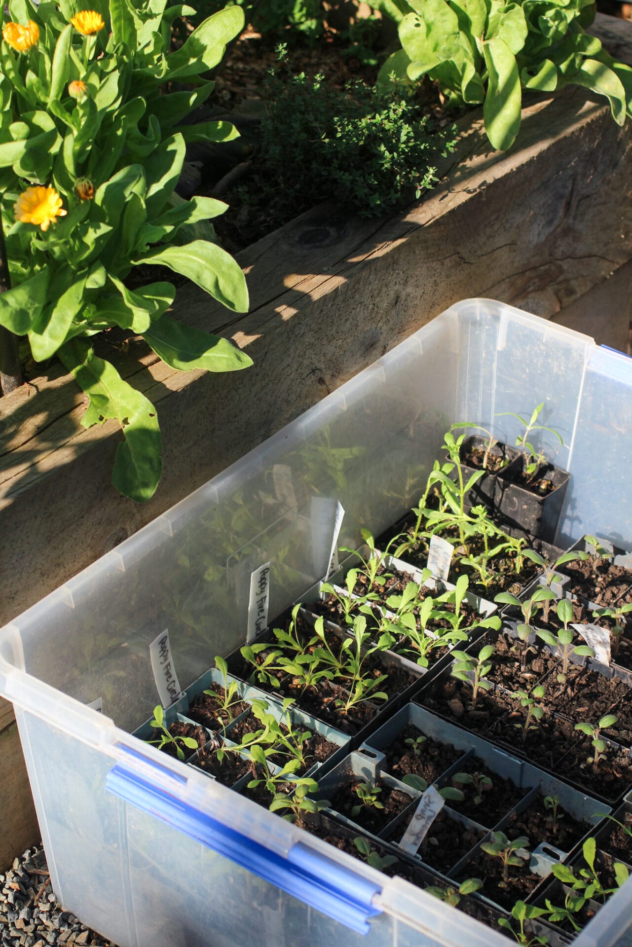 Hardy annuals hardening off Hardy annuals hardening off
