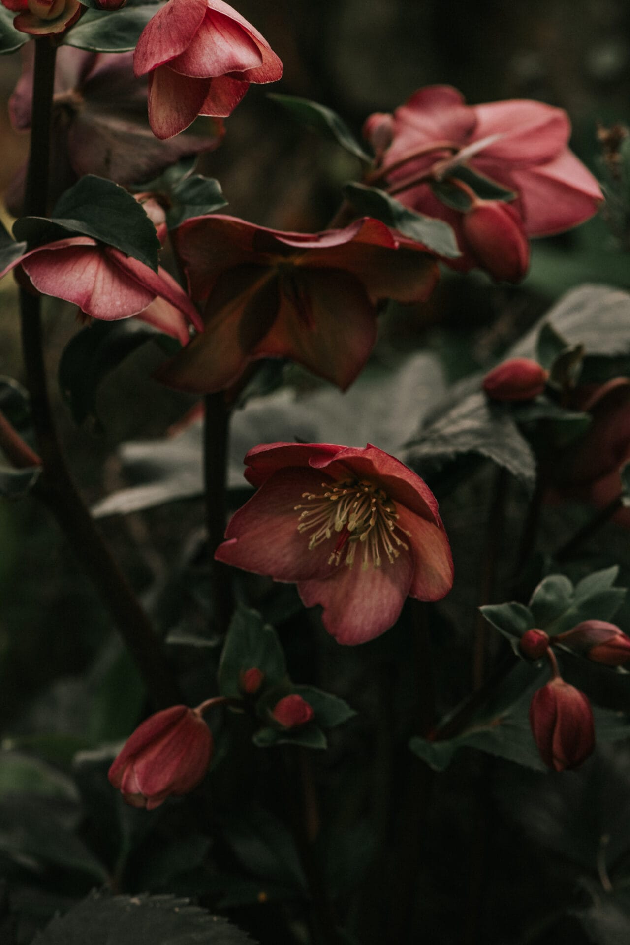 Hellebores