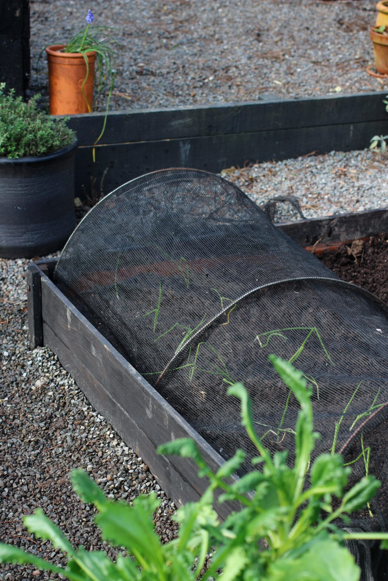 Elly Keen | Hoop Cloche protecting transplants Elly Keen | Hoop Cloche protecting transplants