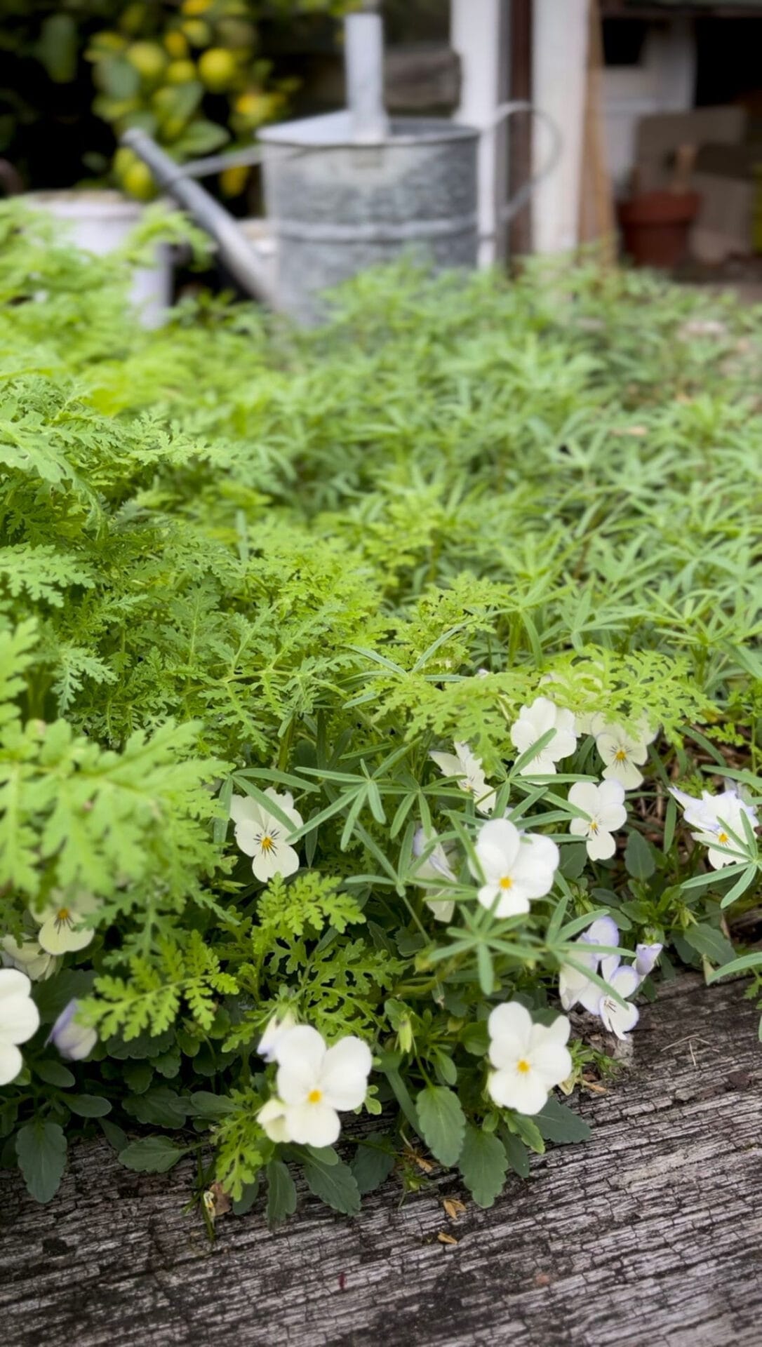 Going to ground - Winter gardening Going to ground - Winter gardening