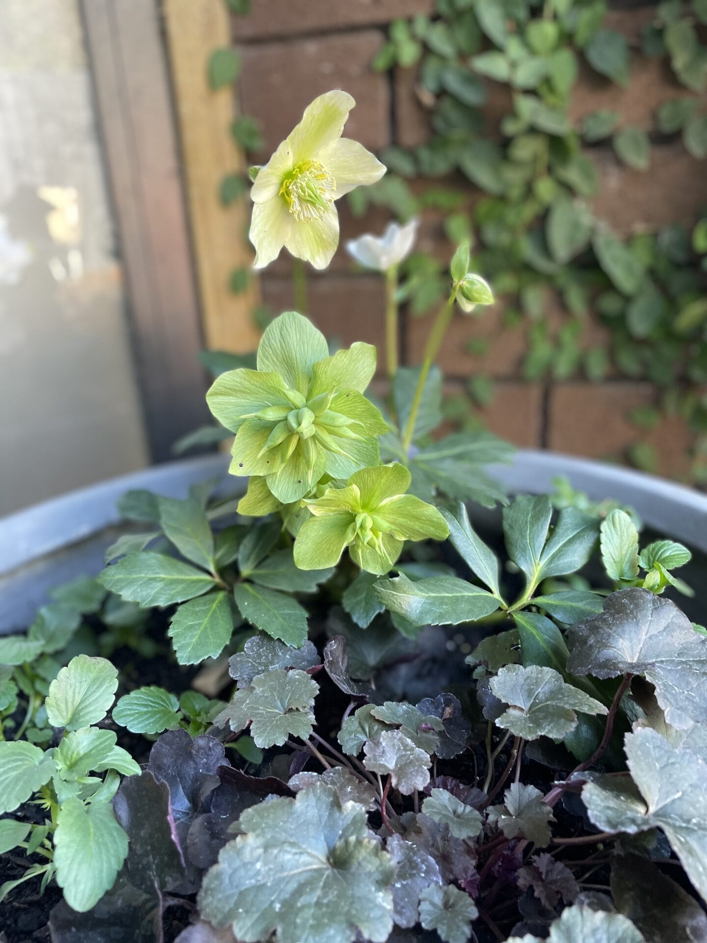 Hellebore in pot Hellebore in pot