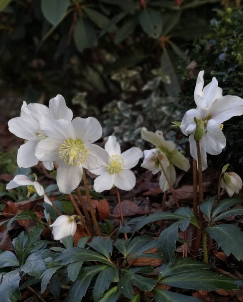 Helleborus Niger