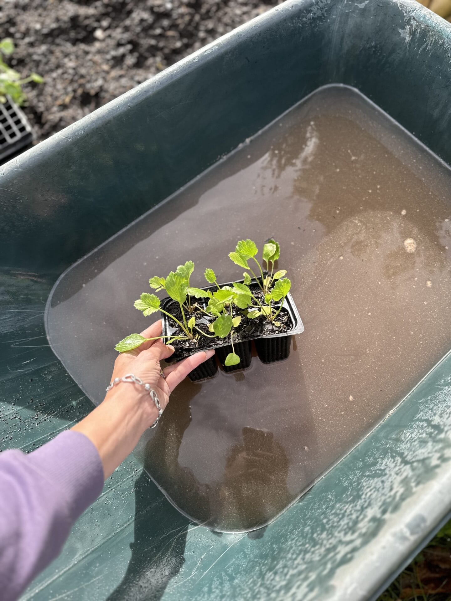 Rachel Gray planting Ranunculus Seedling Rachel Gray planting Ranunculus Seedling