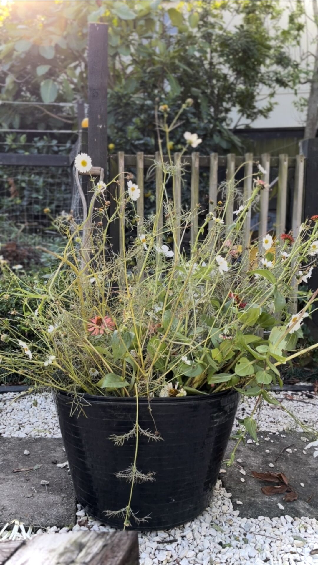Deadheading and other winter garden tasks Deadheading and other winter garden tasks