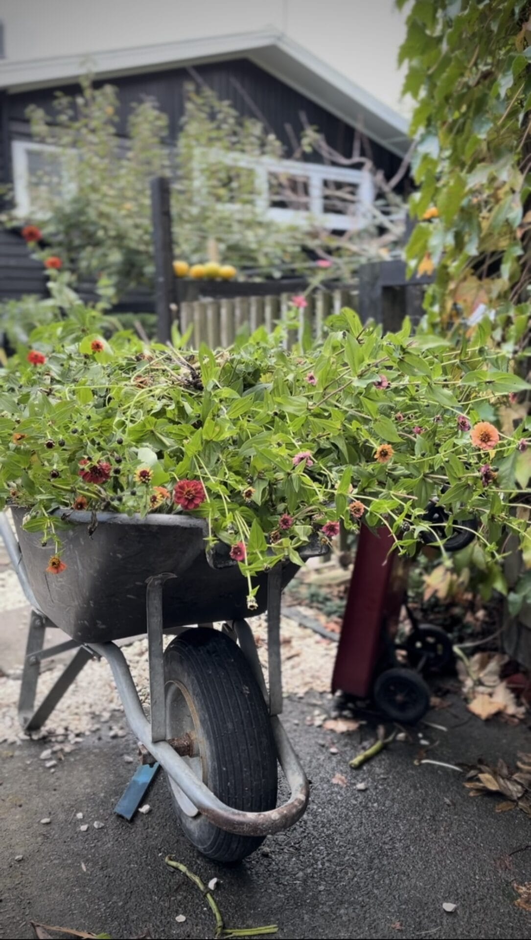 Deadheading in winter Deadheading in winter