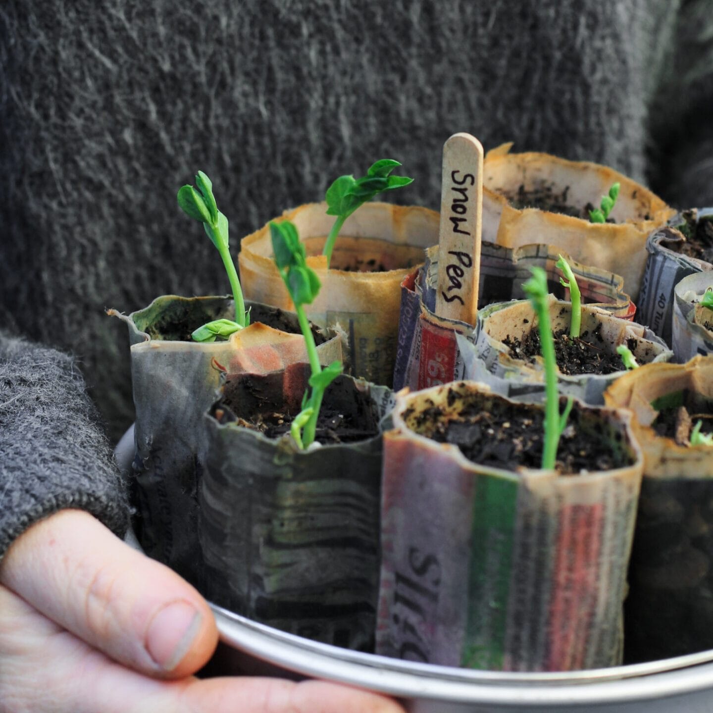 Sowing peas in winter Sowing peas in winter