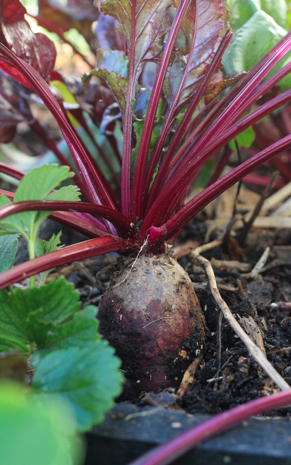 Multisow Beetroot Elly Keen Multisow Beetroot Elly Keen