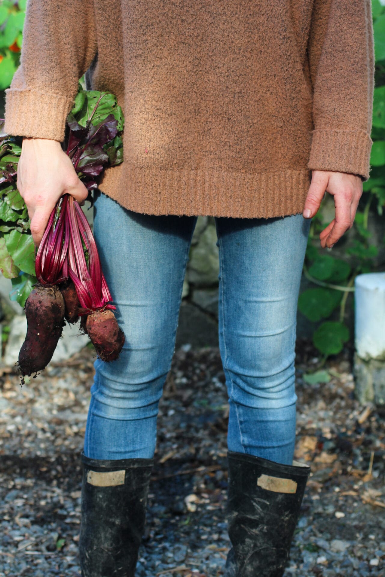 Multisow Beetroot Elly Keen Multisow Beetroot Elly Keen